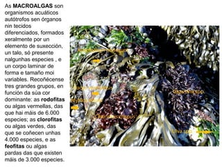As MACROALGAS son
organismos acuáticos
autótrofos sen órganos
nin tecidos
diferenciados, formados
xeralmente por un
elemento de suxección,
un talo, só presente
nalgunhas especies , e
un corpo laminar de
forma e tamaño moi
variables. Recoñécense
tres grandes grupos, en
función da súa cor
dominante: as rodofitas
ou algas vermellas, das
que hai máis de 6.000
especies; as clorofitas
ou algas verdes, das
que se coñecen unhas
4.000 especies, e as
feofitas ou algas
pardas das que existen
máis de 3.000 especies.
 