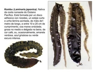 Kombu (Laminaria japonica). Nativa
da costa noroeste do Océano
Pacífico. Está formada por un disco
adhesivo con rizoides, un estipe curto
e unha lámina acintada, de máis de1
metro de longo, e entre 10 e 20 cm de
cumprimento, coa marxe ondulada,
grosa no medio e delgada na beira, de
cor café, ou, ocasionalmente, amarela
verdosa, azul grisácea ou verde
escura intensa.
 
