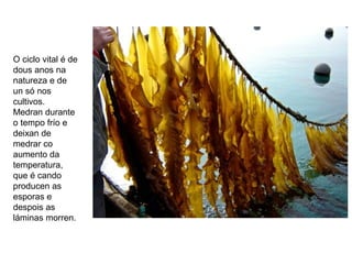 O ciclo vital é de
dous anos na
natureza e de
un só nos
cultivos.
Medran durante
o tempo frío e
deixan de
medrar co
aumento da
temperatura,
que é cando
producen as
esporas e
despois as
láminas morren.
 