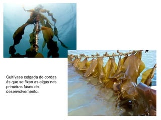 Cultívase colgada de cordas
ás que se fixan as algas nas
primeiras fases de
desenvolvemento.
 