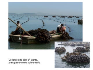 Colléitase de abril en diante,
principalmente en xuño e xullo
 