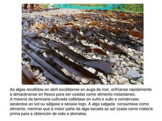 As algas recollidas en abril escáldanse en auga de mar, enfríanse rapidamente
e almacénanse en fresco para ser usadas como alimento instantáneo.
A maioría da laminaria cultivada colléitase en xuño e xullo e consérvase
secándoa ao sol ou sálgase e sécase logo. A alga salgada consúmese como
alimento, mentras que a maior parte da alga secada ao sol úsase como materia
prima para a obtención de iodo e alxinatos.
 
