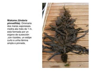 Wakame (Undaria
pinnatifida). Orixinaria
dos mares xaponeses.
medra ata máis de 1 m.
esta formada por un
organo de suxección
,con rizoides, un estipe
curto e unha lámina
ampla e pinnada.
 