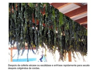 Despois da colleita sécase ou escáldase e enfríase rapidamente para secala
despois colgándoa de cordas.
 