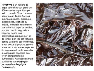 Porphyra é un xénero de
algas vermellas con preto de
150 especies repartidas por
todo o mundo. Viven na zona
intermareal. Teñen frondas
laminares planas, circulares,
lanceoladas, elípticas ou
lineais, formadas xeralmente
por unha soa capa de células,
e poden medir, segundo a
especie, desde uns
centímetros ata máis de 1 m
de longo. Son de cor variable,
dentro da gama dos vermellos,
e van desde o púrpura escuro
a marrón e verde nas especies
do intermareal, e de vermella
a rosada nas especies que
viven completamente
sumerxidas. As especies máis
cultivadas son Porphyra
yezoensis e Porphyra
haitanensis.
 