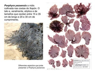Porphyra yezoensis a máis
cultivada nas costas do Xapón. O
talo e, xeralmente, elíptico e de
tamaños que oscilan entre 15 e 35
cm de longo e 20 e 30 cm de
cumprimento.
Diferentes aspectos que pode
presentar a Porphyra yezoensis
 