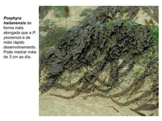Porphyra
haitanensis de
forma máis
alongada que a P.
yezoensis e de
máis rápido
desenvolvemento.
Pode medrar máis
de 3 cm ao día.
 