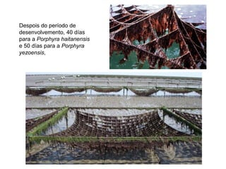 Despois do período de
desenvolvemento, 40 días
para a Porphyra haitanensis
e 50 días para a Porphyra
yezoensis,
 