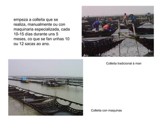 empeza a colleita que se
realiza, manualmente ou con
maquinaria especializada, cada
10-15 días durante uns 5
meses, co que se fan unhas 10
ou 12 sacas ao ano.
Colleita tradicional á man
Colleita con maquinas
 