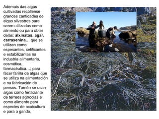 Ademais das algas
cultivadas recóllense
grandes cantidades de
algas silvestres para
seren utilizadas como
alimento ou para obter
delas: alxinatos, agar,
carraxenina… que se
utilizan como
espesantes, xelificantes
e estabilizantes na
industria alimentaria,
cosmética,
farmacéutica…; para
facer fariña de algas que
se utiliza na alimentación
e na fabricación de
pensos. Tamén se usan
algas como fertilizante
de terreos agrícolas e
como alimento para
especies de acuicultura
e para o gando.
 