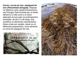 Corres, correa do mar, espagueti do
mar (Himanthalia elongata). Atópase
no Atlántico norte, desde Escandinavia
ata Portugal. Está formada por un botón
adhesivo un talo curto e un disco
aplanado do que saen as prolongacións
acintadas, de ata 2 m de longo, que
conteñen os elementos reproductores.
Estas cintas son usadas, secas ou en
diferentes preparacións, como alimento
co nome de espagueti de mar.
 