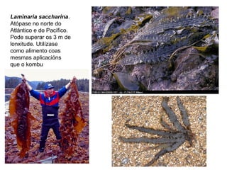 Laminaria saccharina.
Atópase no norte do
Atlántico e do Pacífico.
Pode superar os 3 m de
lonxitude. Utilízase
como alimento coas
mesmas aplicacións
que o kombu
 