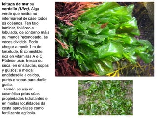 leituga de mar ou
verdello (Ulva). Alga
verde que medra no
intermareal de case todos
os océanos. Ten talo
laminar, foliáceo e
lobulado, de contorno máis
ou menos redondeado, ás
veces dividido. Pode
chegar a medir 1 m de
lonxitude. É comestible,
rica en vitaminas A e C.
Pódese usar, fresca ou
seca, en ensaladas, sopas
y guisos; e moída
engádeselle a caldos,
purés e sopas para darlle
gusto.
Tamén se usa en
cosmética polas súas
propiedades hidratantes e
en moitas localidades da
costa aprovéitase como
fertilizante agrícola.
 