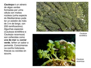 Caulerpa é un xénero
de algas verdes
formadas por unha
célula con moitos
núcleos (unha especie
do Mediterráneo pode
ter un estolón de máis
de 3 m de longo, con
200 ramificacións).
Algunhas especies
(Caulerpa lentillifera e
Caulerpa racemosa)
son coñecidas como
uva do mar ou caviar
verde, teñen un sabor a
pementa. Consúmense
na cociña Indonesia,
frescas ou cocidas en
azucre.
Caulerpa
lentillifera
Caulerpa
racemosa
 