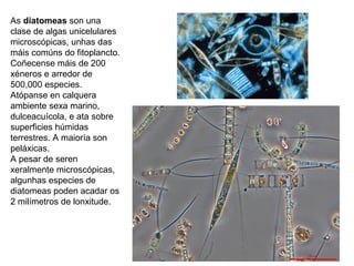 As diatomeas son una
clase de algas unicelulares
microscópicas, unhas das
máis comúns do fitoplancto.
Coñecense máis de 200
xéneros e arredor de
500,000 especies.
Atópanse en calquera
ambiente sexa marino,
dulceacuícola, e ata sobre
superficies húmidas
terrestres. A maioría son
peláxicas.
A pesar de seren
xeralmente microscópicas,
algunhas especies de
diatomeas poden acadar os
2 milímetros de lonxitude.
 