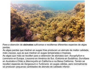 Para a obención de alxinatos cultívanse e recóllense diferentes especies de algas
pardas.
As algas pardas que medran en augas frías producen un alxinato de mellor calidade,
máis viscoso, que as que medran en augas temperadas e tropicais.
As algas que máis se recollen para a obtención de alxinatos son: Ascophyllum e
Laminaria en Europa, Lessonia en América do Sur, Ecklonia en Sudáfrica, Durvillaea
en Australia e Chile) e Macrocystis en California e na Baixa California. Tamén se
recollen especies de Sargassum e Turbinaria en augas cálidas, pero normalmente
só producen pequenas cantidades de alxinato de calidade inferior.
 
