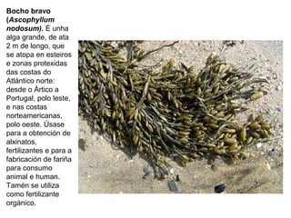 Bocho bravo
(Ascophyllum
nodosum). É unha
alga grande, de ata
2 m de longo, que
se atopa en esteiros
e zonas protexidas
das costas do
Atlántico norte:
desde o Ártico a
Portugal, polo leste,
e nas costas
norteamericanas,
polo oeste. Úsase
para a obtención de
alxinatos,
fertilizantes e para a
fabricación de fariña
para consumo
animal e human.
Tamén se utiliza
como fertilizante
orgánico.
 