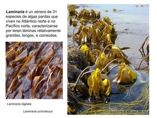 Laminaria é un xénero de 31
especies de algas pardas que
viven no Atlántico norte e no
Pacífico norte, caracterízanse
por teren láminas relativamente
grandes, longas, e correúdas.
Laminaria digitata
Laminaria ochroleuca
 
