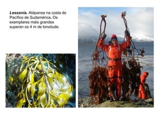 Lessonia. Atópanse na costa do
Pacífico de Sudamérica. Os
exemplares máis grandes
superan os 4 m de lonxitude.
 