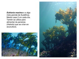 Ecklonia maxima e a alga
máis grande de Sudáfrica.
Medra case 2 cm cada día.
Tamén se utiliza para
alimentar ás peneiras
(Haliotis) que se crían en
acuicultura.
 