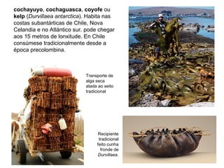 cochayuyo, cochaguasca, coyofe ou
kelp (Durvillaea antarctica). Habita nas
costas subantárticas de Chile, Nova
Celandia e no Atlántico sur. pode chegar
aos 15 metros de lonxitude. En Chile
consúmese tradicionalmente desde a
época precolombina.
Transporte de
alga seca
atada ao xeito
tradicional
Recipiente
tradicional
feito cunha
fronde de
Durvillaea.
 