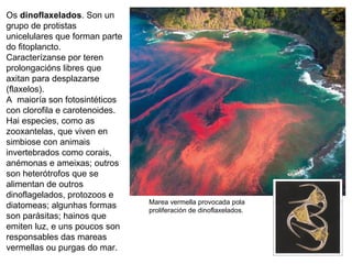 Os dinoflaxelados. Son un
grupo de protistas
unicelulares que forman parte
do fitoplancto.
Caracterízanse por teren
prolongacións libres que
axitan para desplazarse
(flaxelos).
A maioría son fotosintéticos
con clorofila e carotenoides.
Hai especies, como as
zooxantelas, que viven en
simbiose con animais
invertebrados como corais,
anémonas e ameixas; outros
son heterótrofos que se
alimentan de outros
dinoflagelados, protozoos e
diatomeas; algunhas formas
son parásitas; hainos que
emiten luz, e uns poucos son
responsables das mareas
vermellas ou purgas do mar.
Marea vermella provocada pola
proliferación de dinoflaxelados.
 