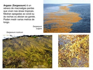 Argazo (Sargassum) é un
xénero de macroalgas pardas
que viven nas áreas tropicais.
Medran apegadas ao coral ou
ás rochas ou aboian ao garete.
Poden medir varios metros de
longo.
Sargassum muticum
Sargassum
vulgare
 