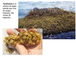 Turbinaria é un
xénero de algas
pardas que vive
en augas
tropicais. Hai
unhas 30
especies.
 