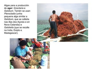 Algas para a producción
de agar: Gracilaria e
Gelidium. Tamén se usan
Pterocladia (unha
pequena alga similar a
Gelidium, que se colleita
nas illas dos Açores e en
Nova Celandia) e
Gelidiella (que se recolle
na India, Exipto e
Madagascar).
 