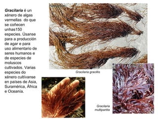 Gracilaria é un
xénero de algas
vermellas do que
se coñecen
unhas150
especies. Úsanse
para a producción
de agar e para
uso alimentario de
seres humanos e
de especies de
moluscos
cultivados. Varias
especies do
xénero cultívanse
en países de Asia,
Suramérica, África
e Oceanía.
Gracilaria gracillis
Gracilaria
multipartita
 
