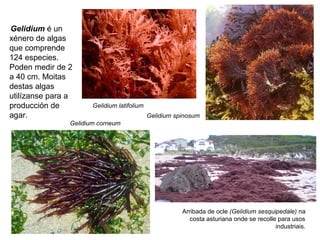 Gelidium é un
xénero de algas
que comprende
124 especies.
Poden medir de 2
a 40 cm. Moitas
destas algas
utilízanse para a
producción de
agar.
Gelidium corneum
Gelidium latifolium
Gelidium spinosum
Arribada de ocle (Gelidium sesquipedale) na
costa asturiana onde se recolle para usos
industriais.
 