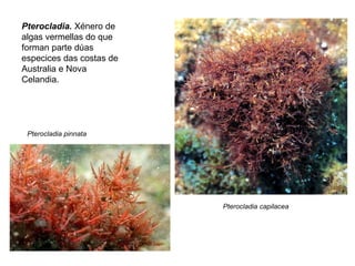 Pterocladia. Xénero de
algas vermellas do que
forman parte dúas
especices das costas de
Australia e Nova
Celandia.
Pterocladia pinnata
Pterocladia capilacea
 