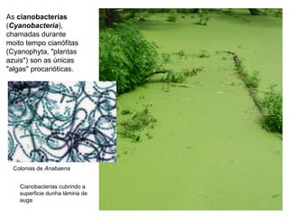 As cianobacterias
(Cyanobacteria),
chamadas durante
moito tempo cianófitas
(Cyanophyta, "plantas
azuis") son as únicas
"algas" procarióticas.
Colonias de Anabaena
Cianobacterias cubrindo a
superficie dunha lámina de
auga
 