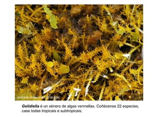 Gelidiella é un xénero de algas vermellas. Coñécense 22 especies,
case todas tropicais e subtropicais.
 