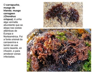 O carrapucho,
musgo de
Irlanda, musgo
carrageen
(Chondrus
crispus), é unha
alga vermella
abundante que se
atopa nas costas
atlánticas de
Europa e
Norteamérica. Foi
a fonte orixinal da
carraxenina e
tamén se usa
como laxante, en
infusión, e para
amolecer zonas
infectadas.
 