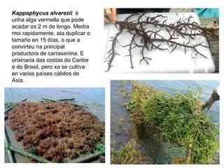 Kappaphycus alvarezii é
unha alga vermella que pode
acadar os 2 m de longo. Medra
moi rapidamente, ata duplicar o
tamaño en 15 días, o que a
convirteu na principal
productora de carraxenina. E
orixinaria das costas do Caribe
e do Brasil, pero xa se cultiva
en varios países cálidos de
Asia.
 