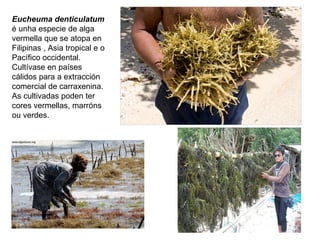 Eucheuma denticulatum
é unha especie de alga
vermella que se atopa en
Filipinas , Asia tropical e o
Pacífico occidental.
Cultívase en países
cálidos para a extracción
comercial de carraxenina.
As cultivadas poden ter
cores vermellas, marróns
ou verdes.
 