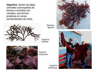 Gigartina. xénero de algas
vermellas cosmopolitas de
formas e tamaños moi
variados, que forman
pradeiras en zonas
semiprotexidas da costa.
Gigartina
skottsbergi
Gigartina
exasperata
Gigartina
pistillata
Gigartina
agardhii
 