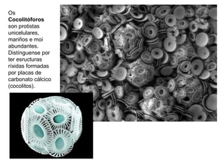 Os
Cocolitóforos
son protistas
unicelulares,
mariños e moi
abundantes.
Distínguense por
ter esructuras
ríxidas formadas
por placas de
carbonato cálcico
(cocolitos).
 