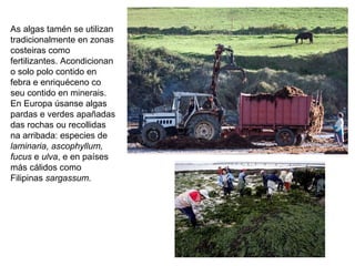 As algas tamén se utilizan
tradicionalmente en zonas
costeiras como
fertilizantes. Acondicionan
o solo polo contido en
febra e enriquéceno co
seu contido en minerais.
En Europa úsanse algas
pardas e verdes apañadas
das rochas ou recollidas
na arribada: especies de
laminaria, ascophyllum,
fucus e ulva, e en países
más cálidos como
Filipinas sargassum.
 