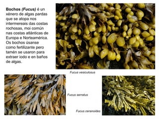 Bochos (Fucus) é un
xénero de algas pardas
que se atopa nos
intermereais das costas
rochosas, moi común
nas costas atlánticas de
Europa e Norteamérica.
Os bochos úsanse
como fertilizante pero
tamén se usaron para
extraer iodo e en baños
de algas.
Fucus vesiculosus
Fucus serratus
Fucus ceranoides
 