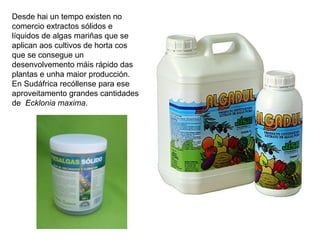Desde hai un tempo existen no
comercio extractos sólidos e
líquidos de algas mariñas que se
aplican aos cultivos de horta cos
que se consegue un
desenvolvemento máis rápido das
plantas e unha maior producción.
En Sudáfrica recóllense para ese
aproveitamento grandes cantidades
de Ecklonia maxima.
 