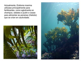 Actualmente, Ecklonia maxima
utilízase principalmente para
fertilizantes, como aglutinante en
champús, xelados e pudin e úsase
para alimentar as peneiras (Haliotis)
que se crían en cautividade.
 