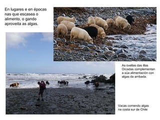 En lugares e en épocas
nas que escasea o
alimento, o gando
aproveita as algas.
As ovellas das illas
Orcadas complementan
a súa alimentación con
algas da arribada.
Vacas comendo algas
na costa sur de Chile
 