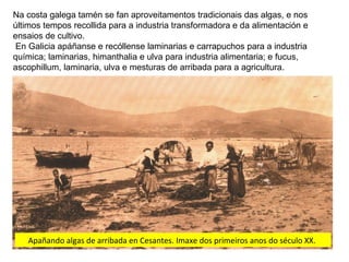 Na costa galega tamén se fan aproveitamentos tradicionais das algas, e nos
últimos tempos recollida para a industria transformadora e da alimentación e
ensaios de cultivo.
En Galicia apáñanse e recóllense laminarias e carrapuchos para a industria
química; laminarias, himanthalia e ulva para industria alimentaria; e fucus,
ascophillum, laminaria, ulva e mesturas de arribada para a agricultura.
Apañando algas de arribada en Cesantes. Imaxe dos primeiros anos do século XX.
 