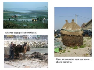 Pañando algas para abonar leiras.
Algas almacenadas para usar como
abono nas leiras.
 