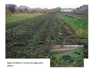 Algas tendidas e moreas de algas para
abono.
 