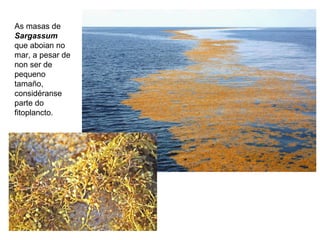 As masas de
Sargassum
que aboian no
mar, a pesar de
non ser de
pequeno
tamaño,
considéranse
parte do
fitoplancto.
 