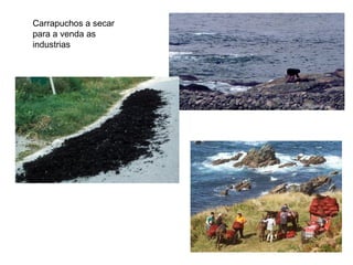 Carrapuchos a secar
para a venda as
industrias
 