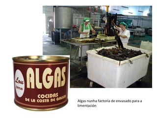 Algas nunha factoría de envasado para a
limentación
 